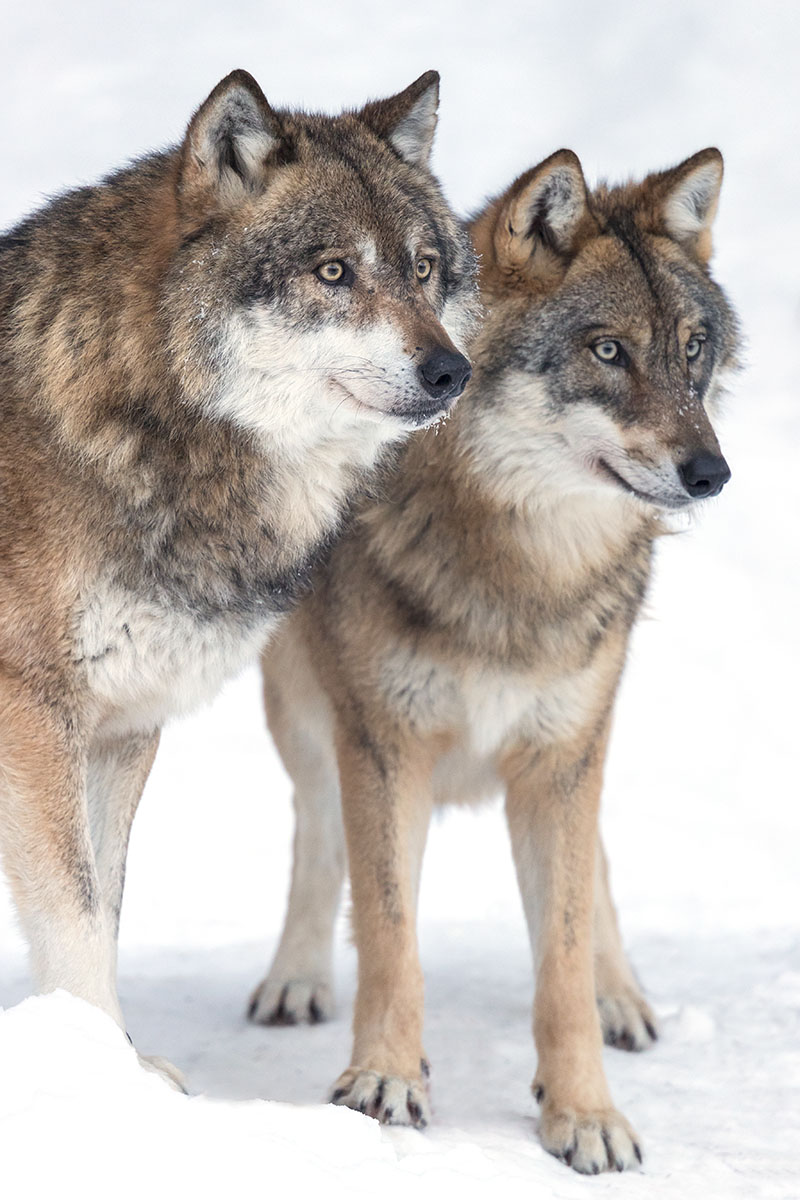 Loups d’Europe (Réserve de Sneznik / Slovénie)